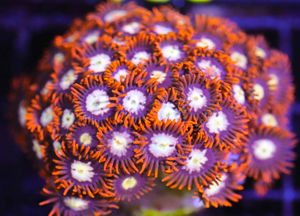 Frag Box Corals