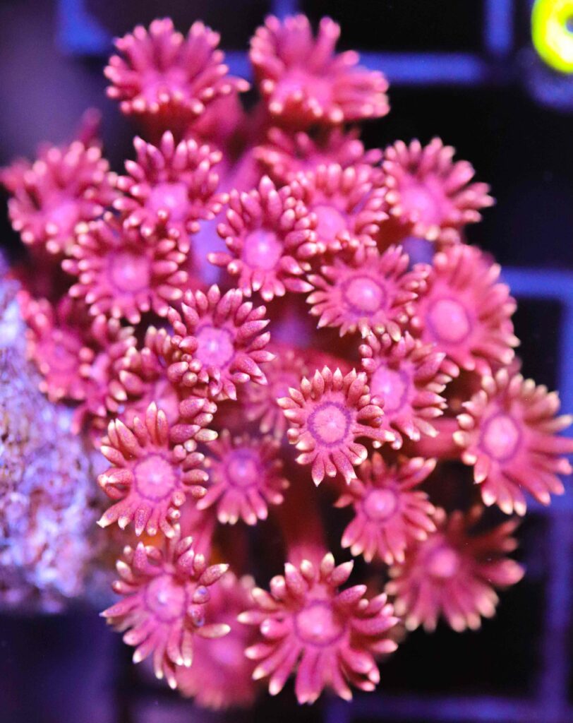 Frag Box Corals