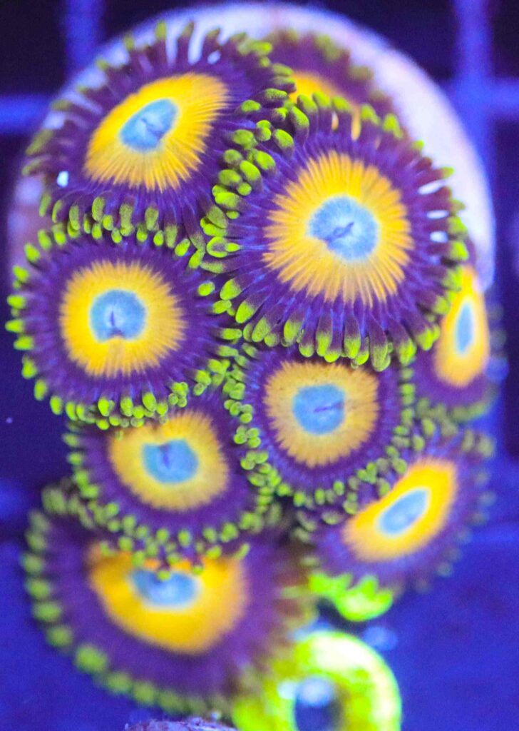 Frag Box Corals
