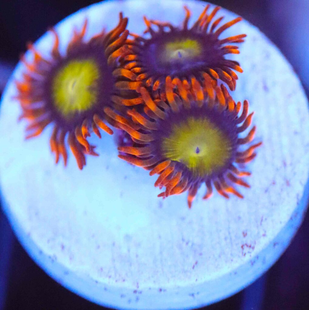 Frag Box Corals