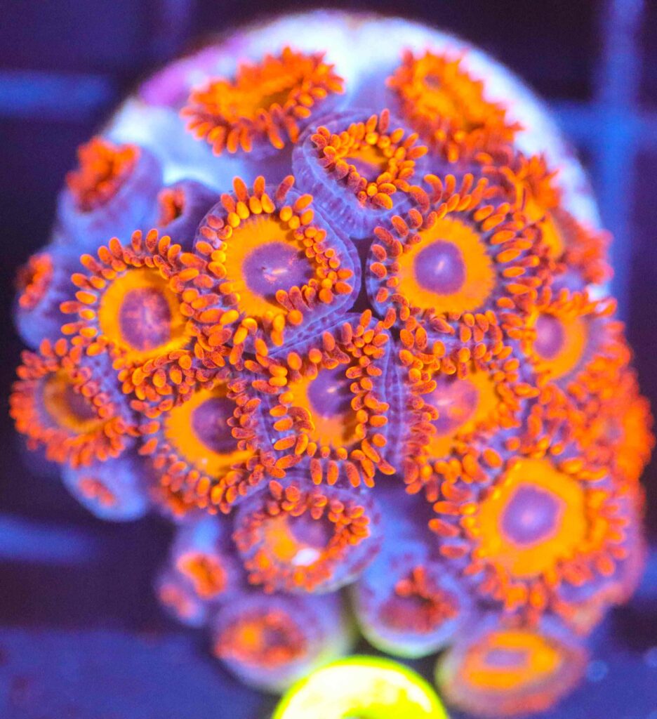 Frag Box Corals