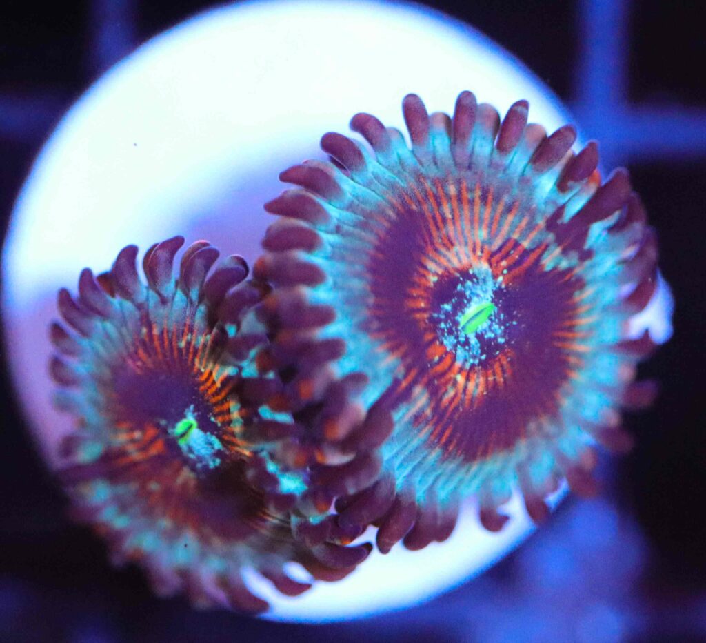Frag Box Corals