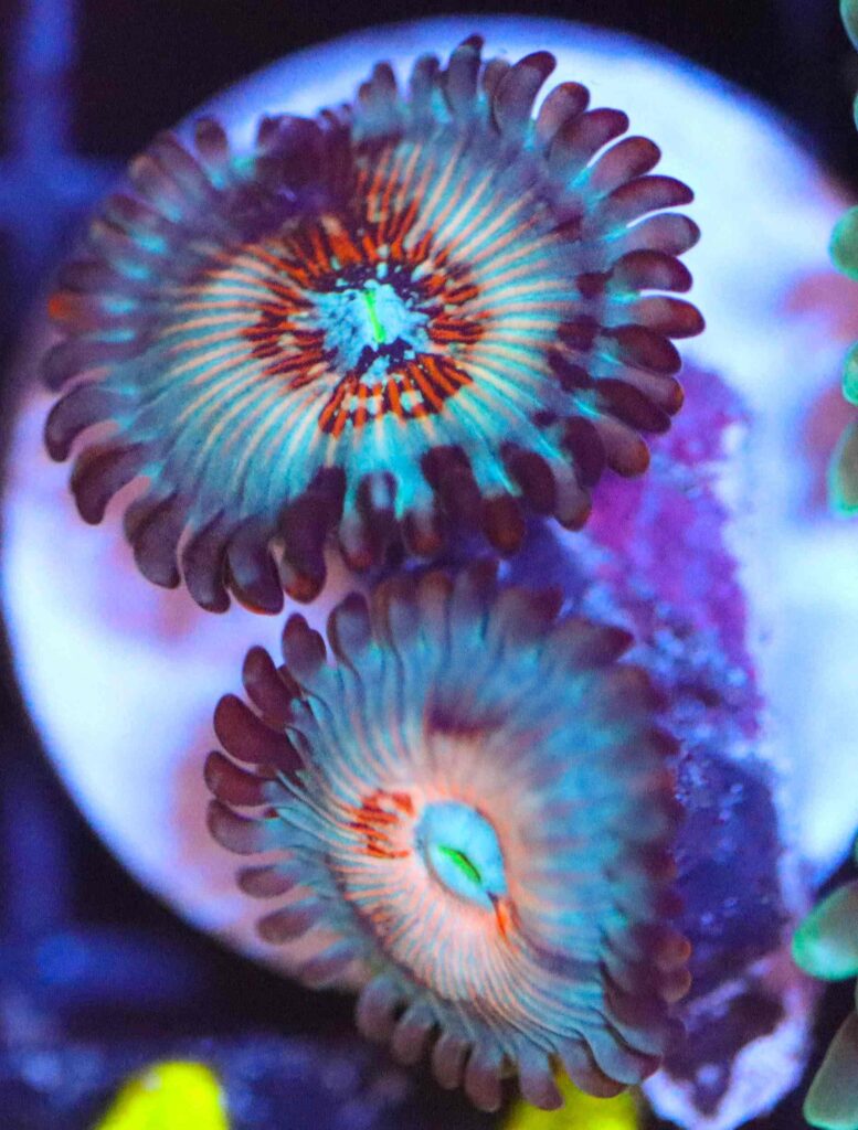 Frag Box Corals