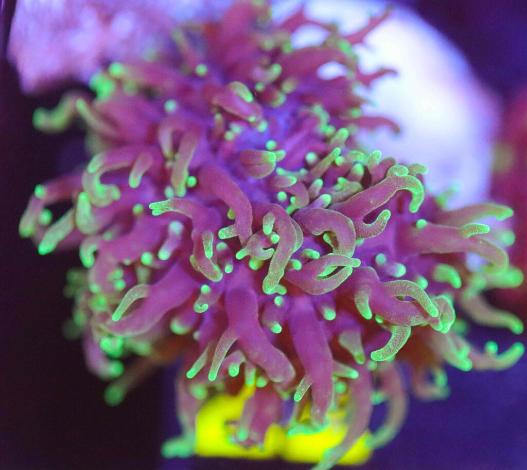 Frag Box Corals