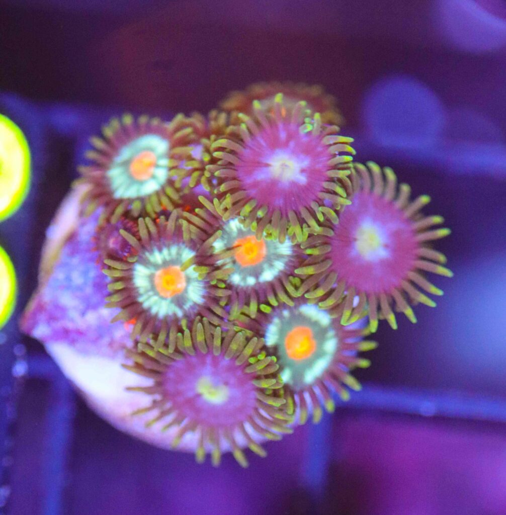 Frag Box Corals