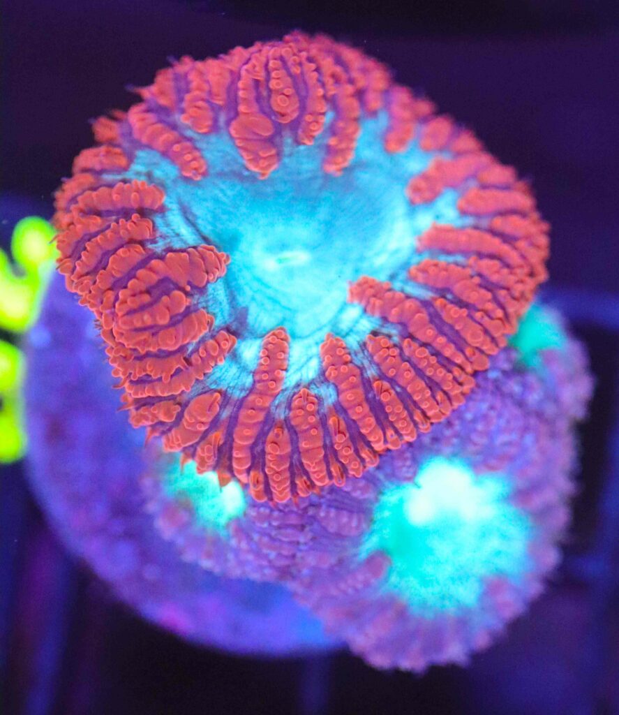 Frag Box Corals