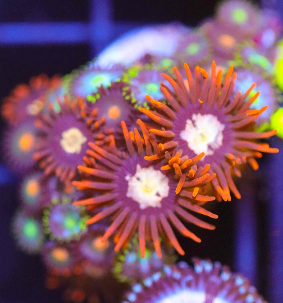 Frag Box Corals