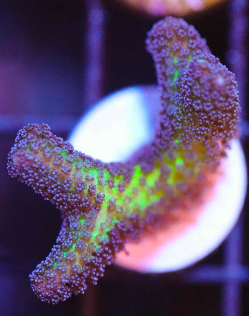 Frag Box Corals