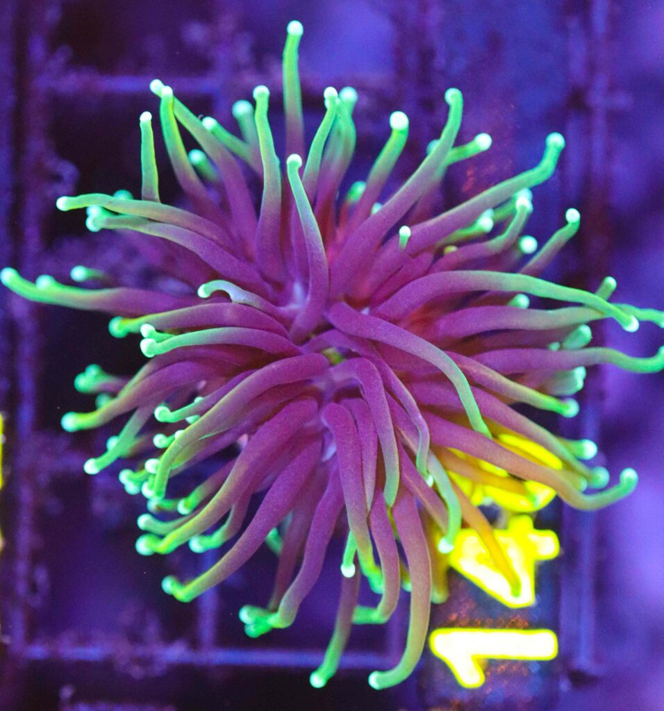 Frag Box Corals