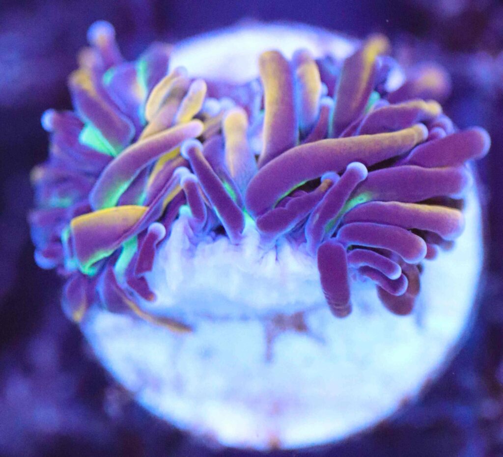 Frag Box Corals