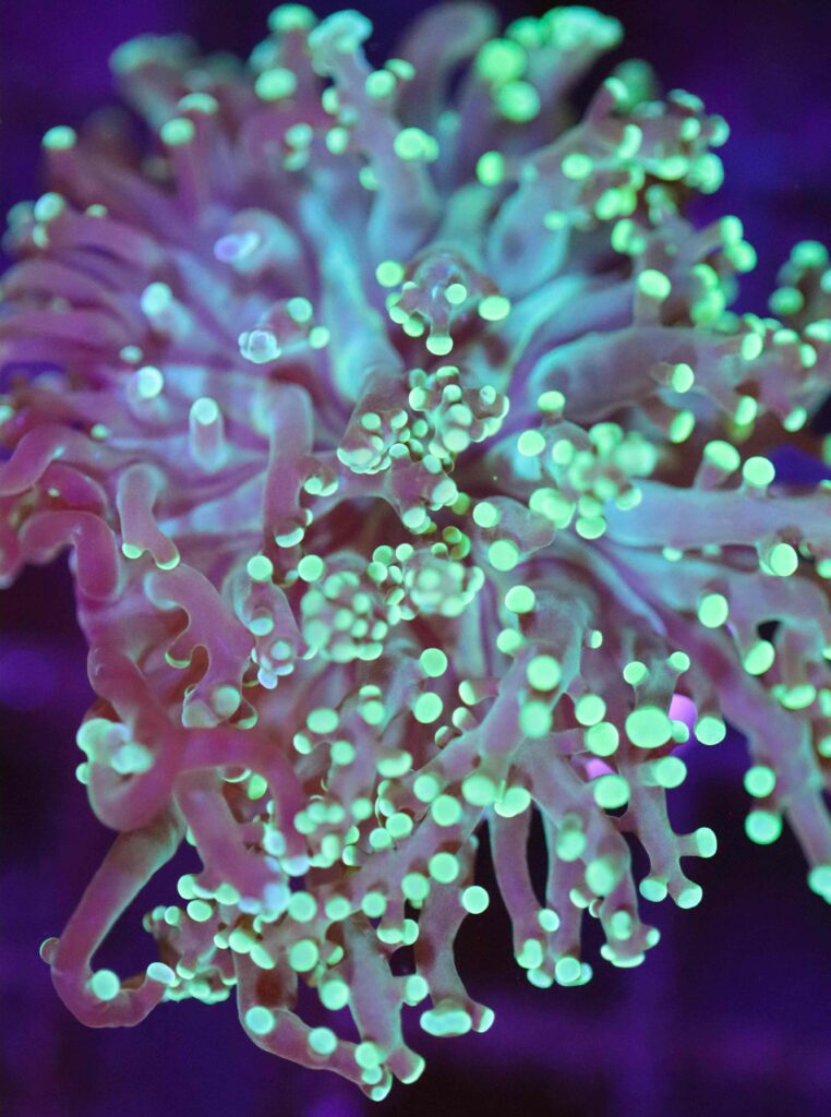 Frag Box Corals
