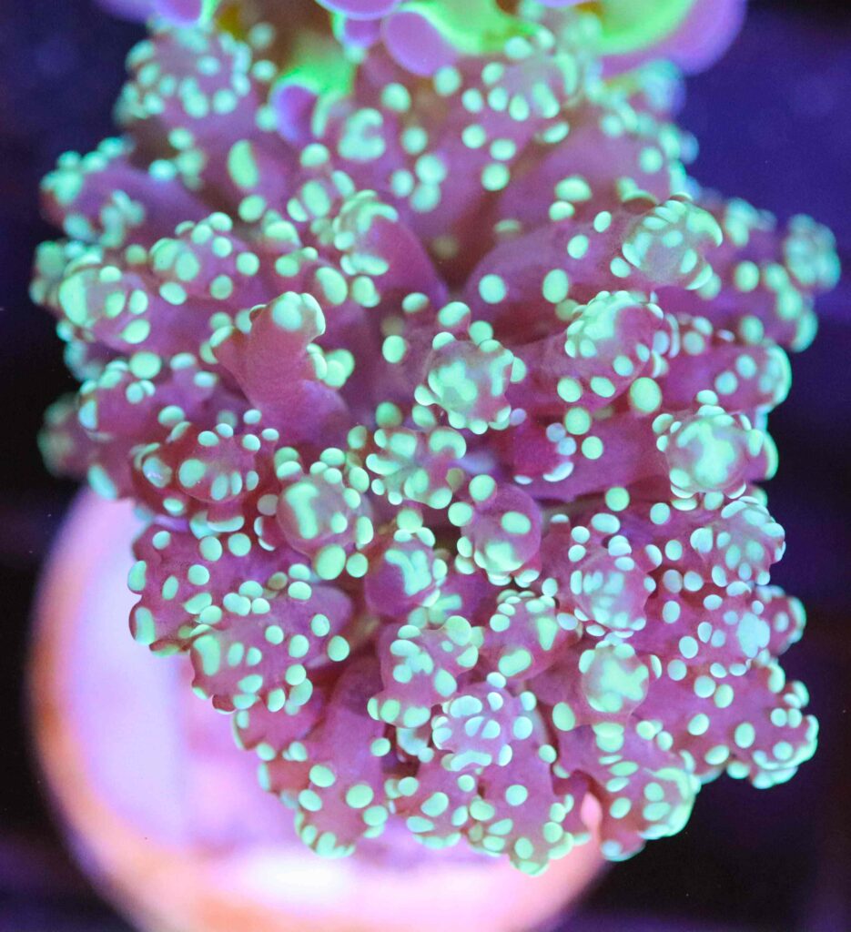 Frag Box Corals