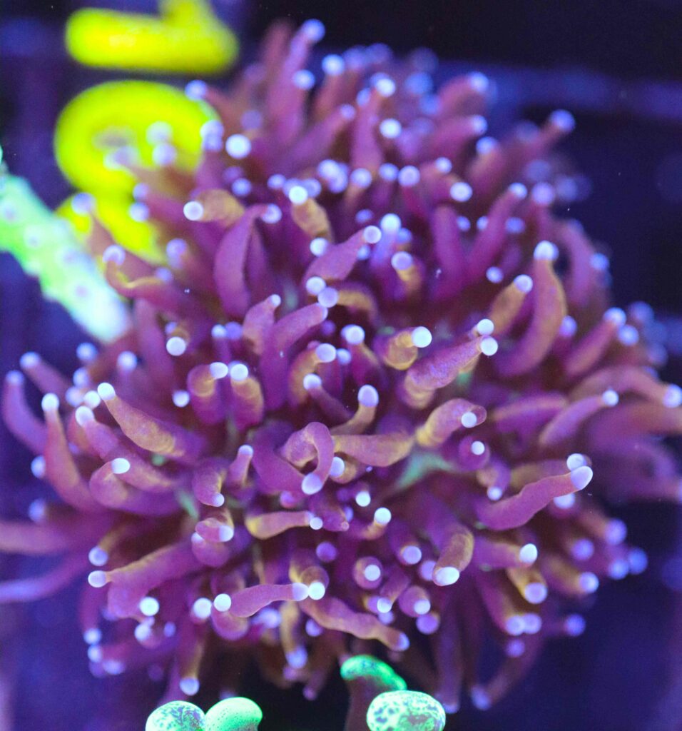 Frag Box Corals