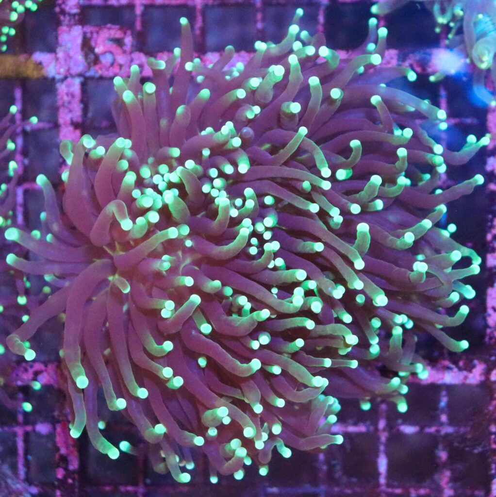 Frag Box Corals