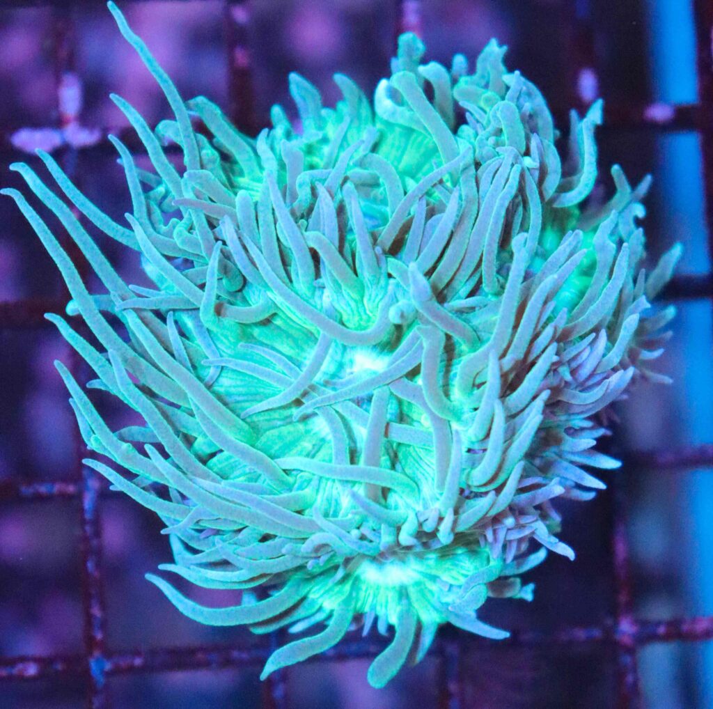 Frag Box Corals