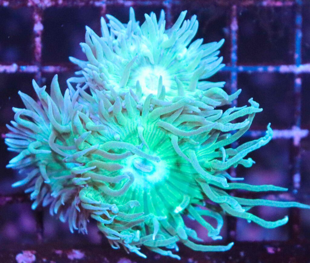 Frag Box Corals