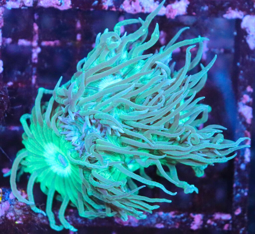 Frag Box Corals