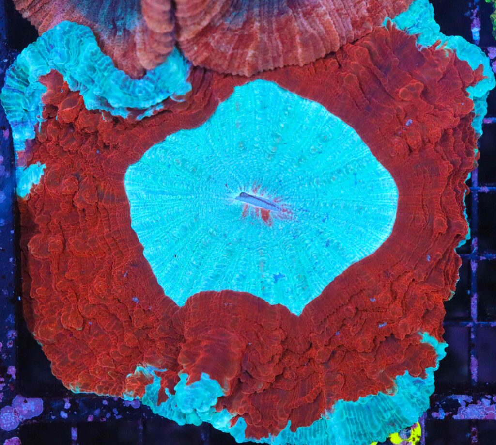 Frag Box Corals
