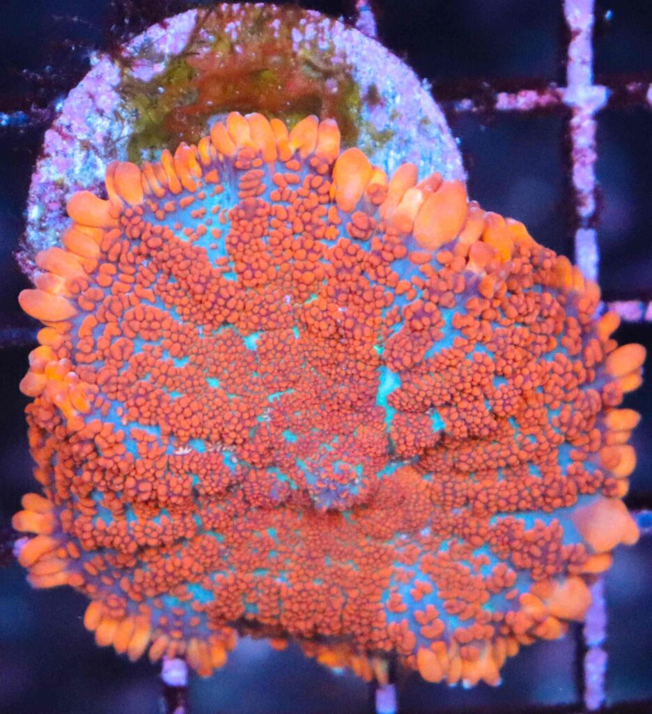 Frag Box Corals