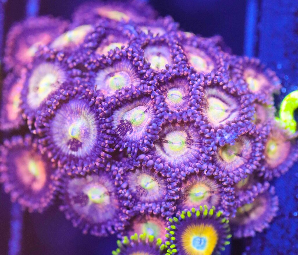 Frag Box Corals