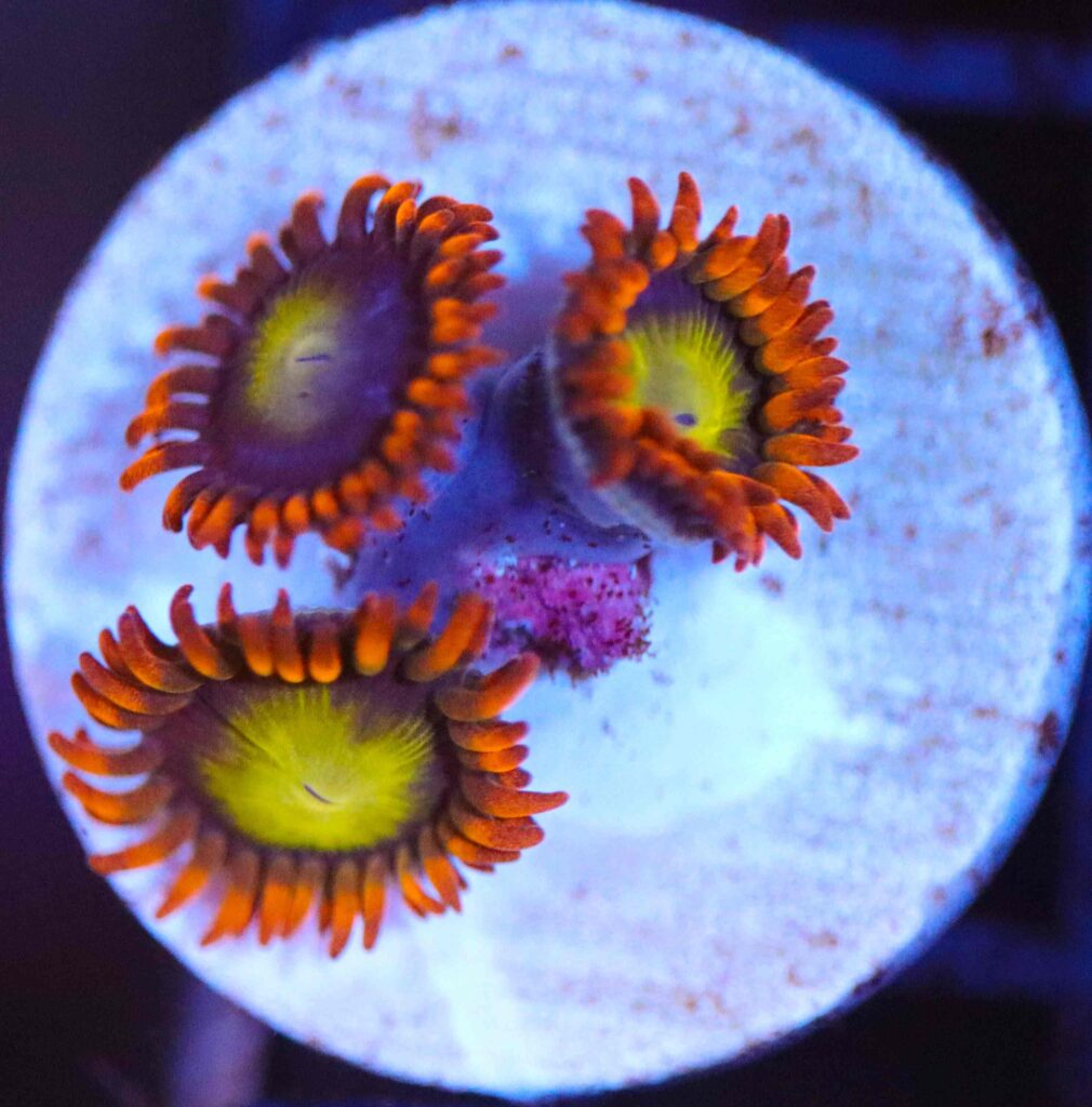 Frag Box Corals