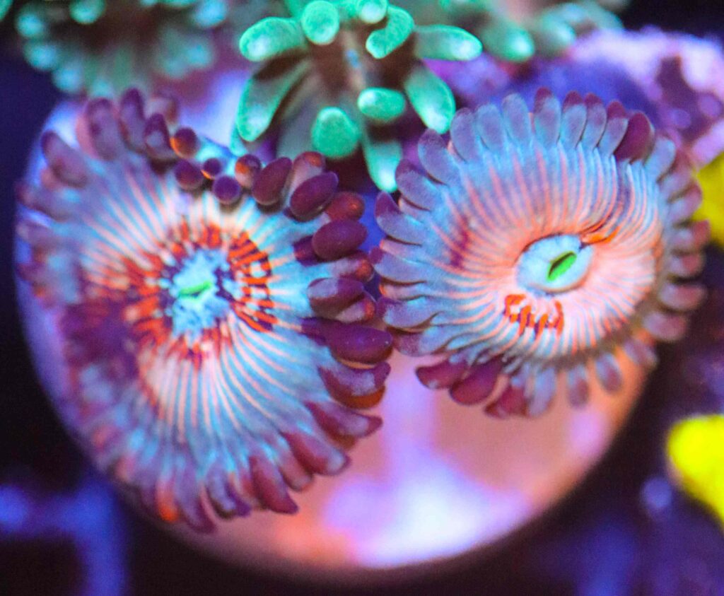 Frag Box Corals