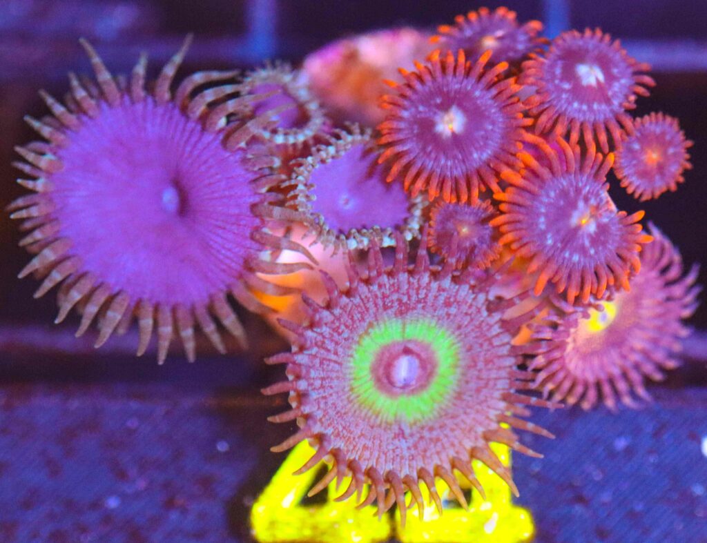 Frag Box Corals
