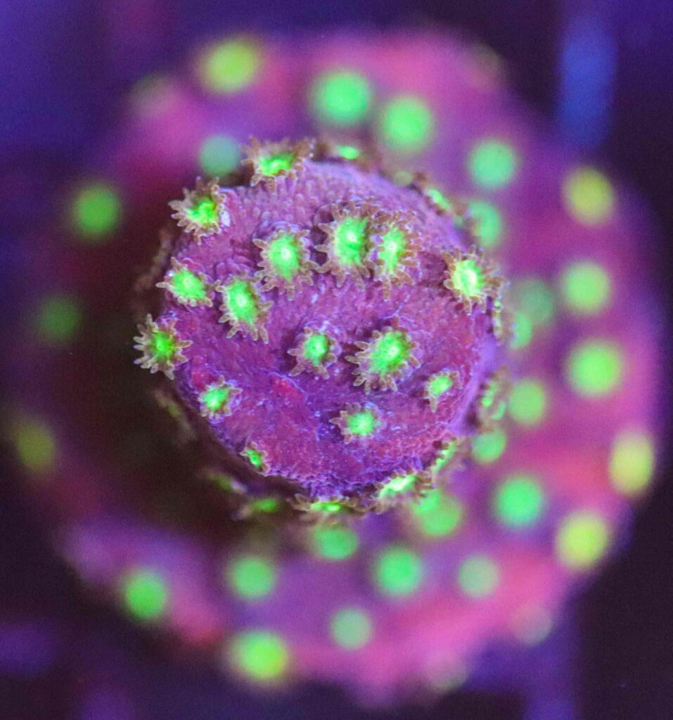 Frag Box Corals
