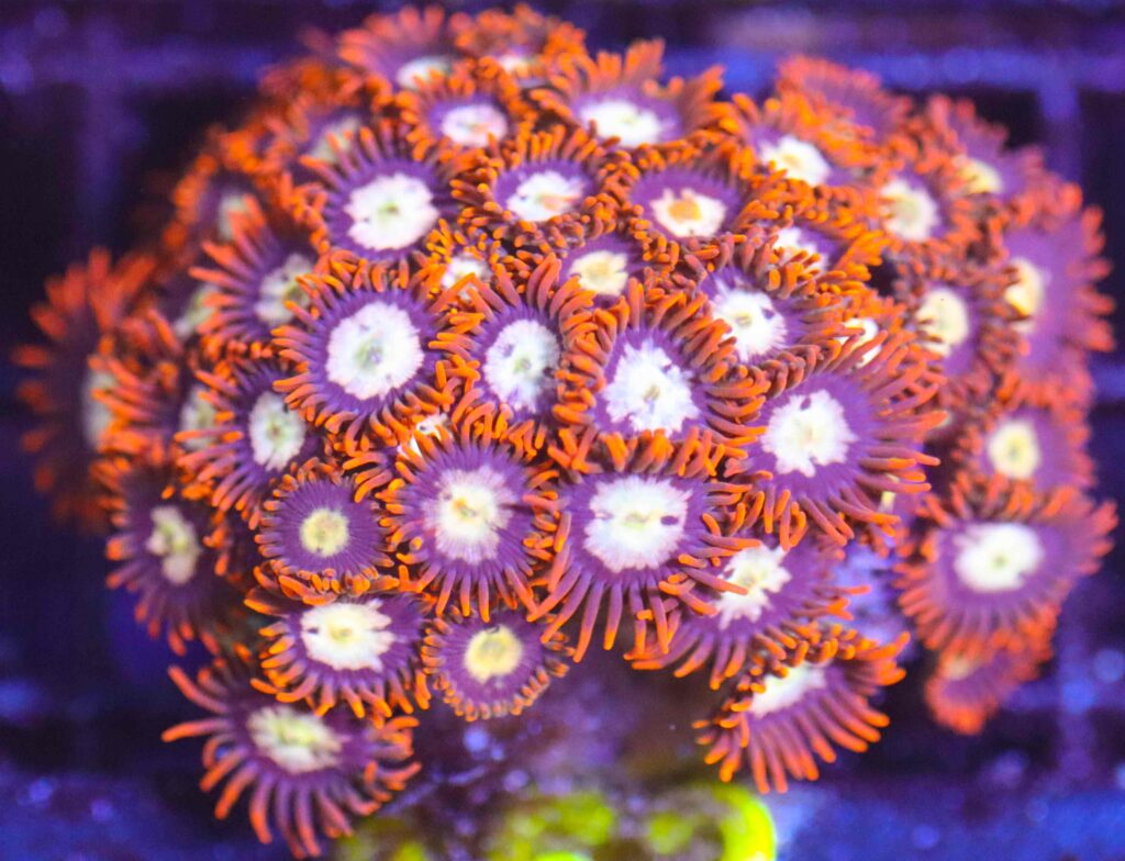 Frag Box Corals