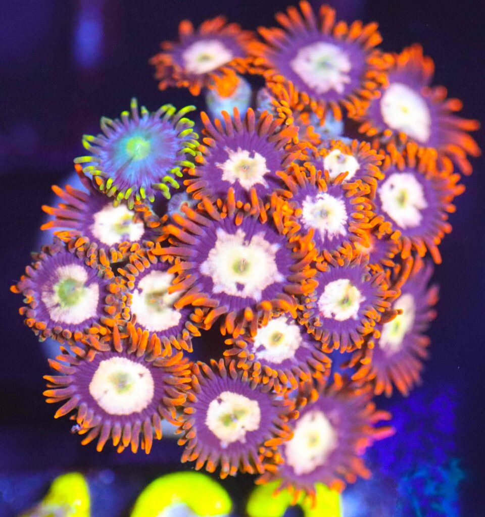 Frag Box Corals