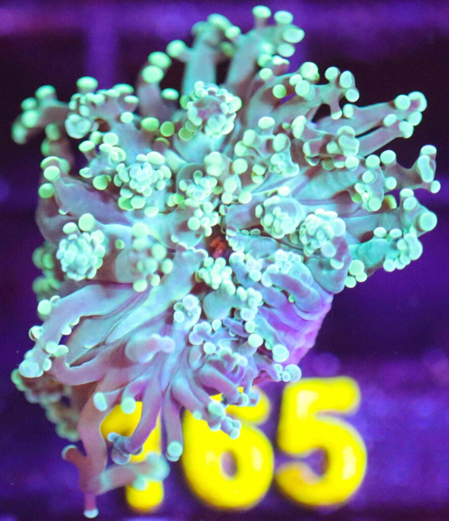Frag Box Corals