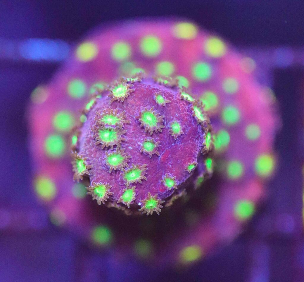 Frag Box Corals
