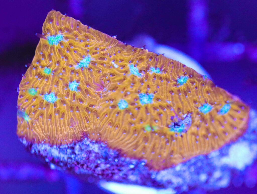 Frag Box Corals