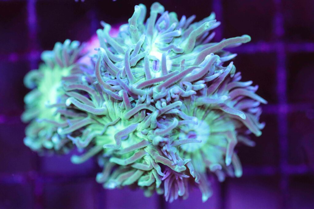 Frag Box Corals