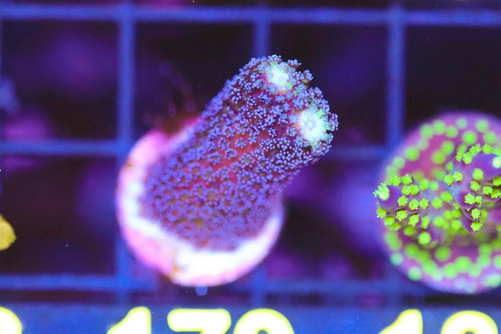 Frag Box Corals