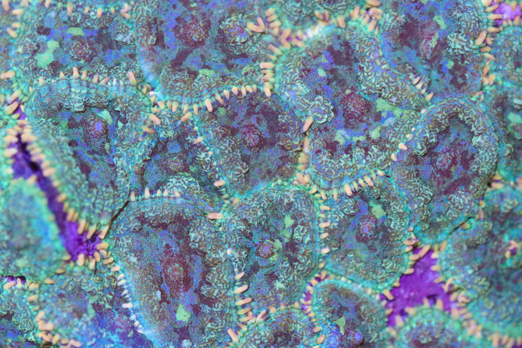Frag Box Corals