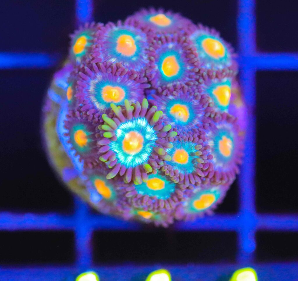 Frag Box Corals