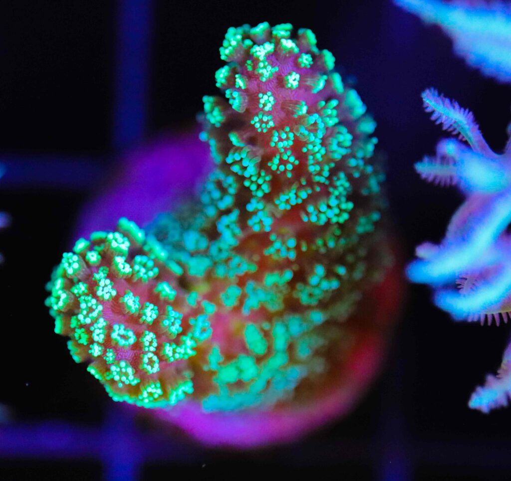 Frag Box Corals