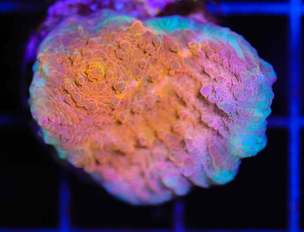 Frag Box Corals