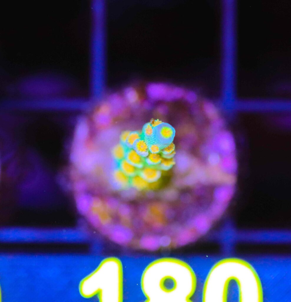 Frag Box Corals