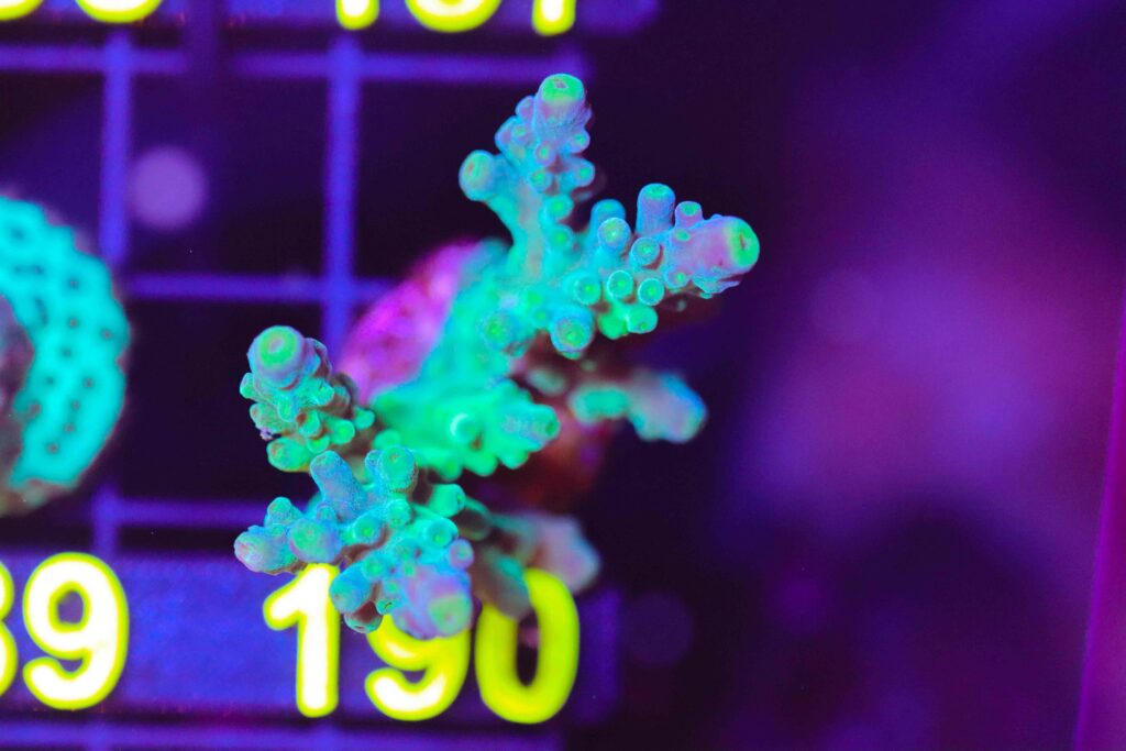 Frag Box Corals
