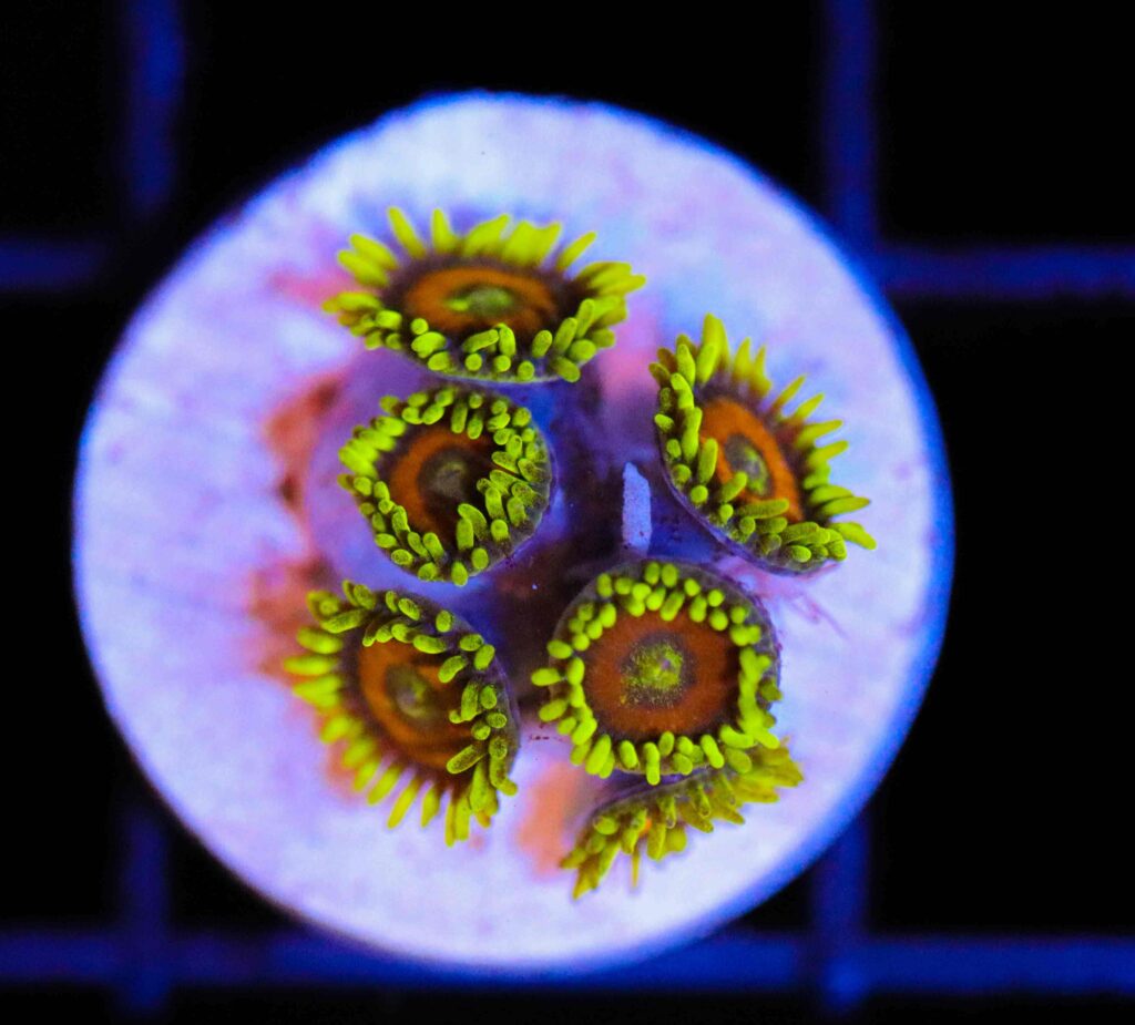 Frag Box Corals