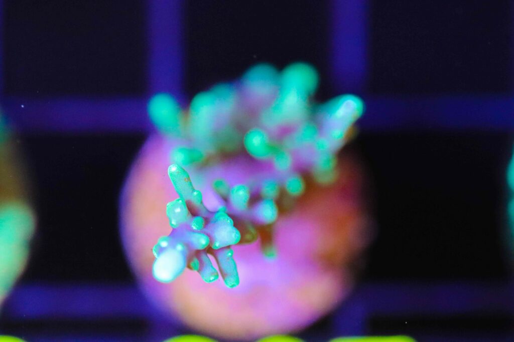 Frag Box Corals