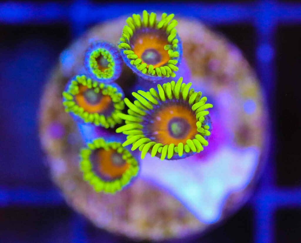 Frag Box Corals