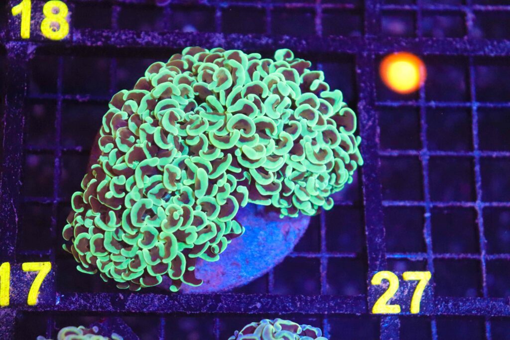 Frag Box Corals