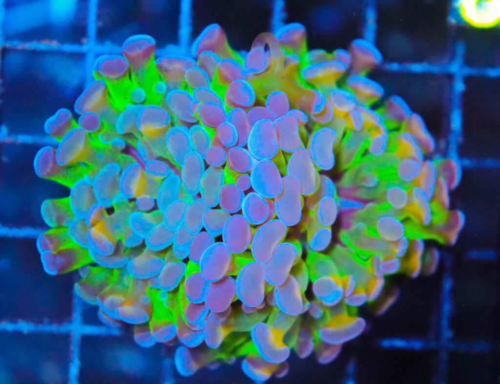 Frag Box Corals