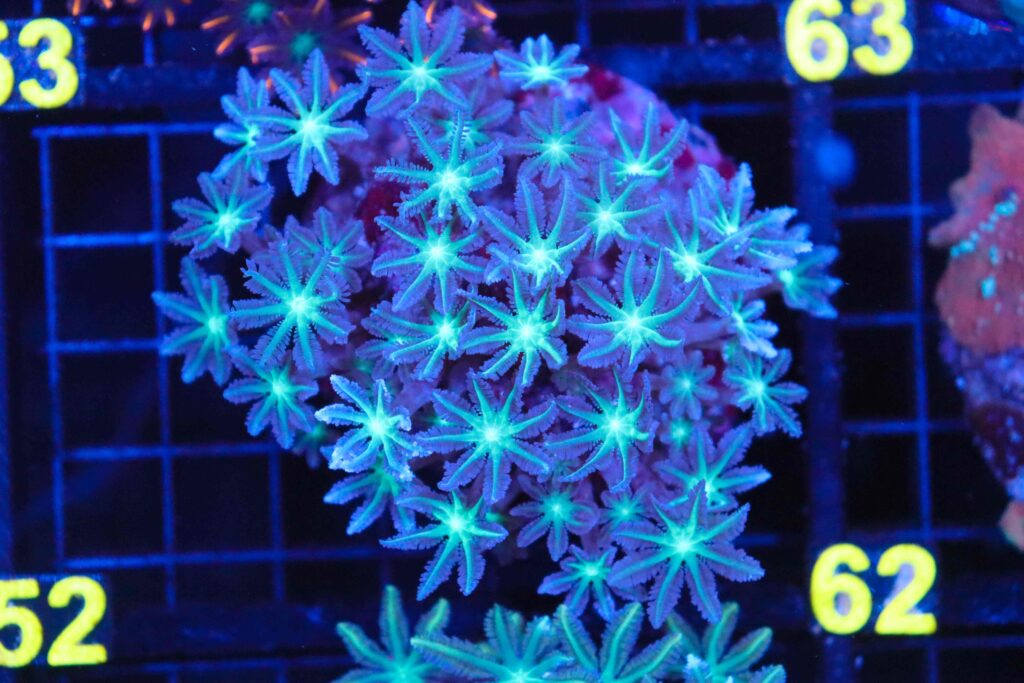 Frag Box Corals
