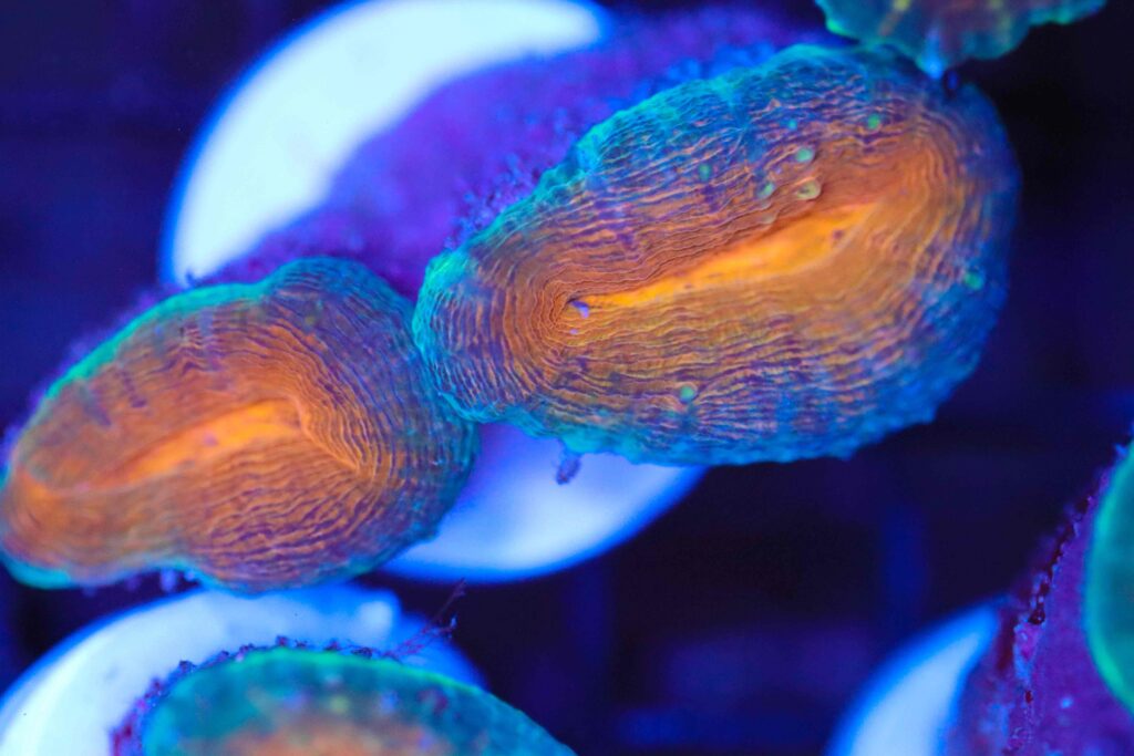 Frag Box Corals