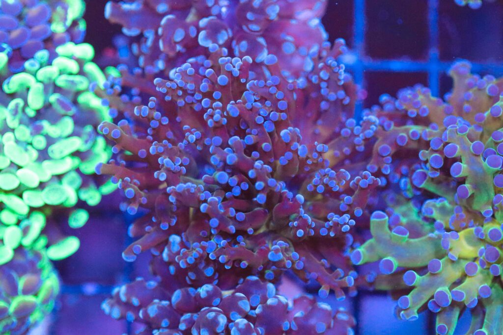Frag Box Corals
