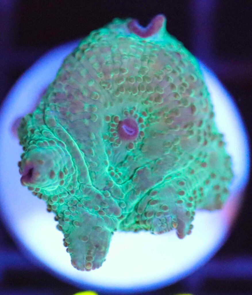 Frag Box Corals